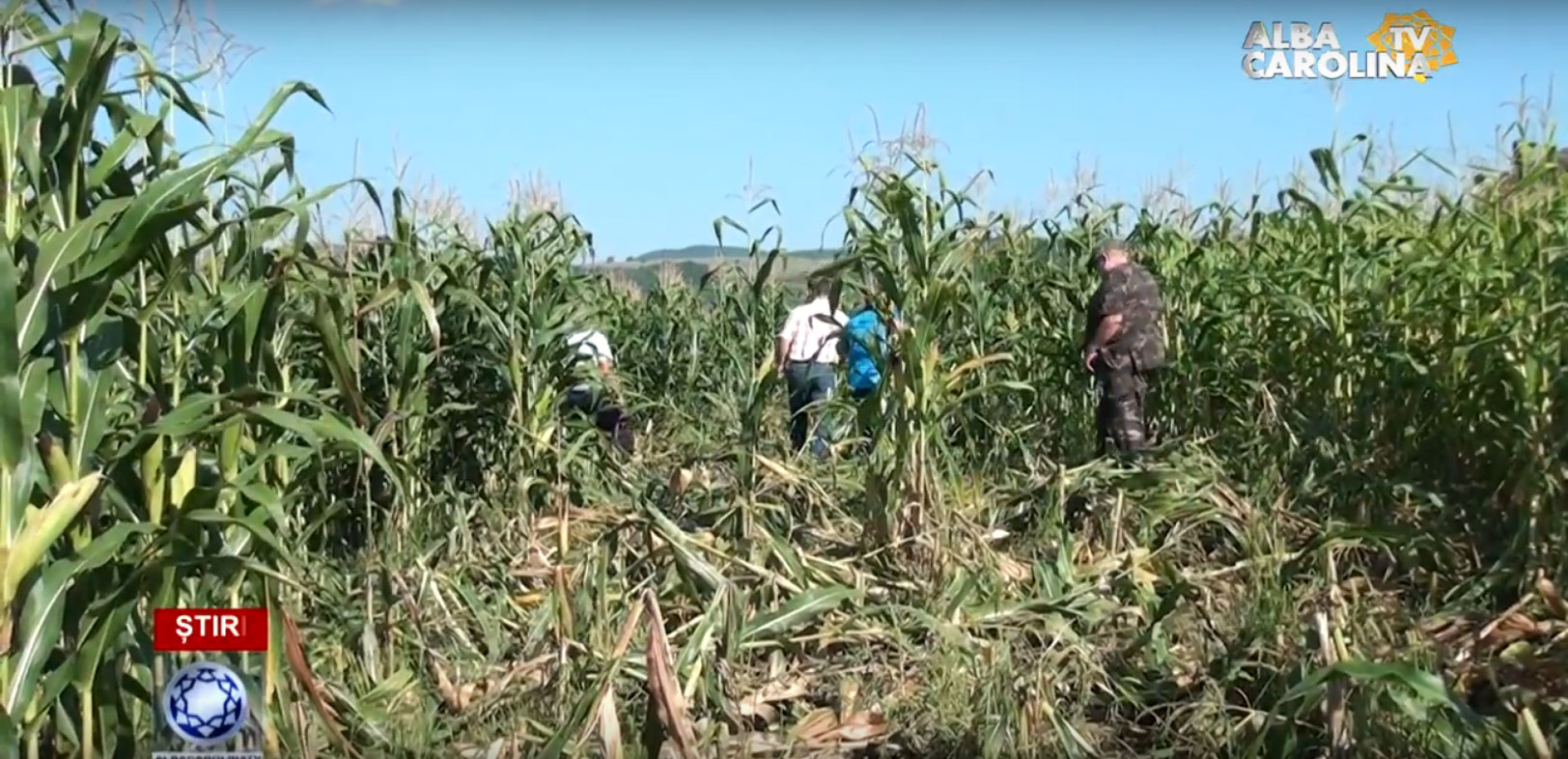 cuktura-porumb distrusa de mistreti