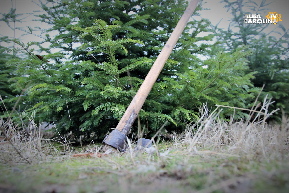 POMI_CRACIUN-ilegali