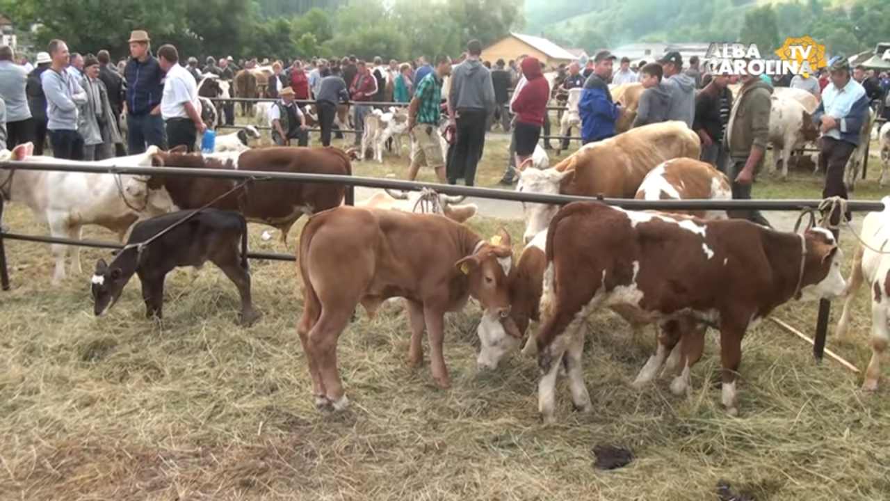 targuri animale judetul alba