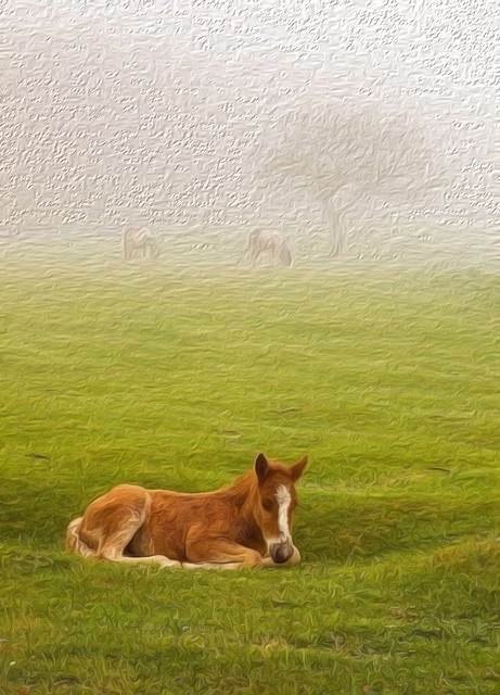 dormea un manz carolinatv